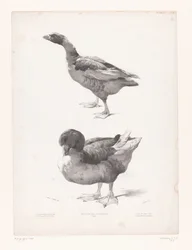 Study of a Goose and a Duck