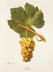 Albourla grape