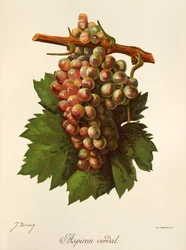 Aspiran Verdal grape