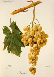 Augibi grape