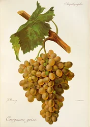 Carignane Grise grape