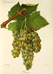 Claverie Grape