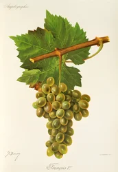 Francois Premier Grape