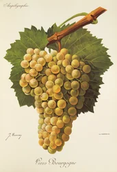 Gros Bourgogne grape