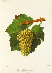 Gros Sauvignon grape