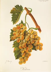 Hebron grape
