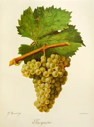 Jacquere grape