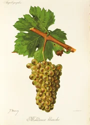 Mondeuse Blanche grape
