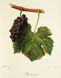 Pinot Gris grape