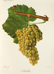 Semillon Grape