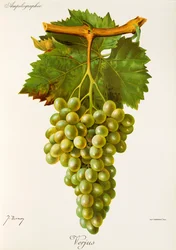Verjus Grape