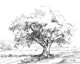 Rustic Tree Drawing