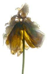 Peony Stand White