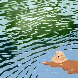 Swimming Golden Retriever