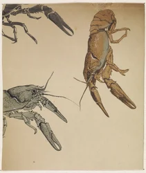 Sketches of Crayfish