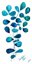 Blue Eucalyptus Leaves