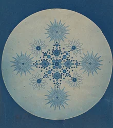 Frustules of Diatoms, ca. 1870