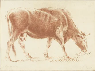 Grazing cow