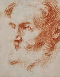 Head of a Bearded Man
