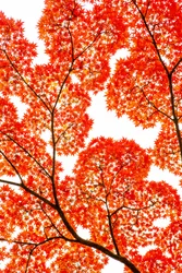 Fiery Autumn Maples