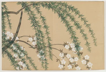 Flowers of a Hundred Worlds (Momoyogusa): Willow and Cherry