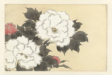 Peonies (Flowers of a Hundred Worlds / Momoyogusa, Vol. 1)