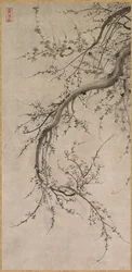 Prunus