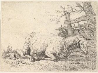 A sheep lying with its legs folded underneath its body next to a wooden fence