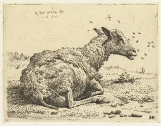 Lying Sheep with Flies