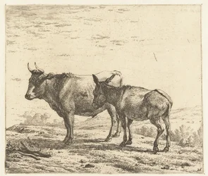 Ox and a Donkey