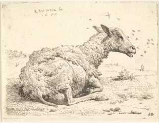 Partially Shorn Sheep Lying in the Grass with Insects Hovering Around Its Head