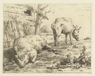Two Swine