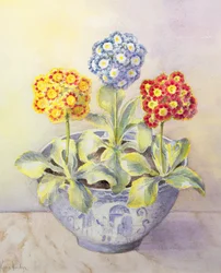 Auricula in a Chinese Pot