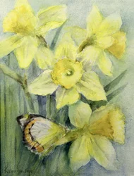 Delias Mysis (Union Jack) Butterfly on Daffodils