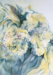 Hydrangea Particulata