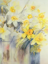 Mixed Daffodils in a Tank