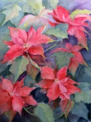 Poinsettia
