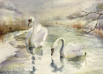 Swans in Winter