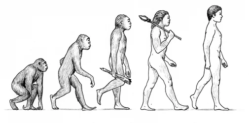 Evolution of Man