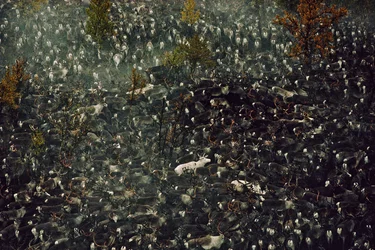 Reindeer Contaminated by Chernobyl Radiation