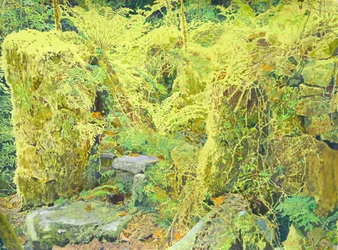 Overgrown Forest Walls