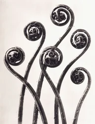 Adiantum Pedatum - American Maidenhair Fern, Young Rolled-up Fronds Enlarged Eight Times