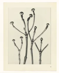 Plant Studies (Urformen der Kunst: photographic plant images series)