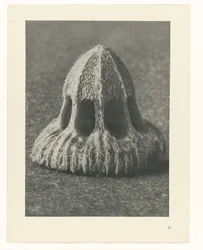 Plant Studies (Urformen der Kunst: photographic plant images series)