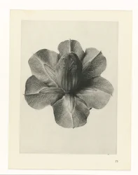 Plant Studies (Urformen der Kunst: photographic plant images series)