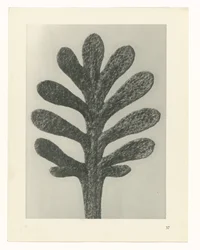 Plant Studies (series title: Urformen der Kunst: Photographic Plant Images)
