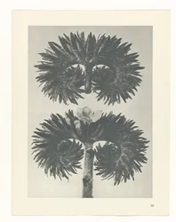 Plant Study