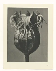 Plant Study (Urformen der Kunst series)