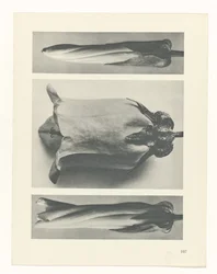 Plant Study (Urformen der Kunst series)