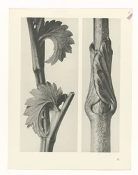 Plant Study (Urformen der Kunst series)